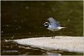 001_little_ringed_plover