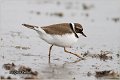 005_little_ringed_plover