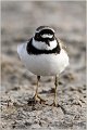 006_little_ringed_plover