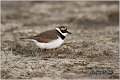 007_little_ringed_plover