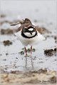 009_little_ringed_plover