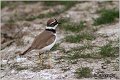 012_little_ringed_plover