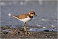 013_little_ringed_plover