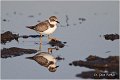 015_little_ringed_plover