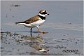 020_ringed_plover