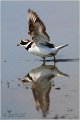 021_ringed_plover