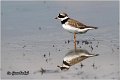 022_ringed_plover