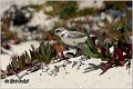 030_kentish_plover