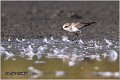 032_kentish_plover