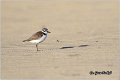 033_kentish_plover