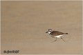 035_kentish_plover