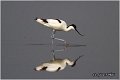 050_avocet