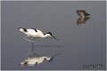 051_avocet