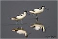 053_avocet