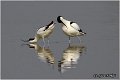 054_avocet