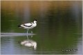 056_avocet