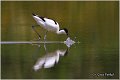 059_avocet