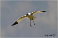 060_avocet