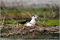 107_black-winged_stilt