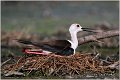 108_black-winged_stilt