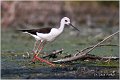 109_black-winged_stilt