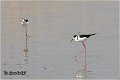 120_black-winged_stilt