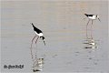 121_black-winged_stilt