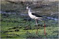 122_black-winged_stilt