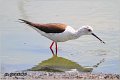 124_black-winged_stilt