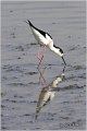 126_black-winged_stilt