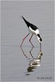 127_black-winged_stilt