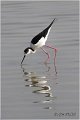 128_black-winged_stilt