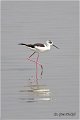 129_black-winged_stilt