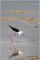 131_black-winged_stilt