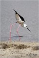 132_black-winged_stilt