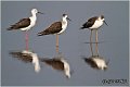 137_black-winged_stilt