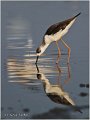 138_black-winged_stilt