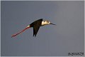 142_black-winged_stilt