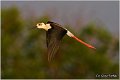 143_black-winged_stilt