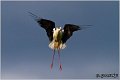 144_black-winged_stilt