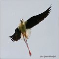 145_black-winged_stilt