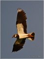 233_lapwing