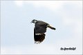 234_lapwing