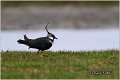 237_lapwing