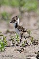 239_lapwing