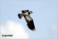 241_lapwing