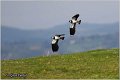 246_lapwing