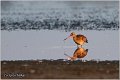 300_black-tailed_godwit