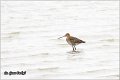 302_black-tailed_godwit