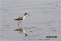 350_marsh_sandpiper